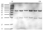 Cyclamate Recombinant Mouse Monoclonal Antibody (11F11)