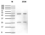 Zoxamide Recombinant Mouse Monoclonal Antibody (3G4)