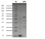 Zopiclone Recombinant Mouse Monoclonal Antibody (4G2)