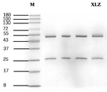 Xylazine Recombinant Mouse Monoclonal Antibody (4A7)