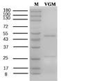 Virginiamycin Recombinant Mouse Monoclonal Antibody (4H12)