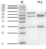 Tylosin Antibody in SDS-PAGE (SDS-PAGE)