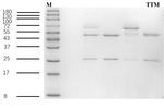 Tulathromycin Antibody in SDS-PAGE (SDS-PAGE)