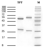 Trifloxystrobin Recombinant Mouse Monoclonal Antibody (1H3)