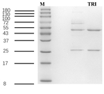 Triclopyr Recombinant Mouse Monoclonal Antibody (2B7)