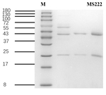 Tricaine Antibody in SDS-PAGE (SDS-PAGE)