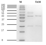 Triazamidine Recombinant Mouse Monoclonal Antibody (2H7)