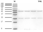 Triamcinolone Antibody in SDS-PAGE (SDS-PAGE)