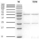 Torasemide Antibody in SDS-PAGE (SDS-PAGE)