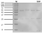 Tolfenpyrad Recombinant Mouse Monoclonal Antibody (6E10)