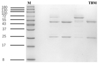 Tobramycin Antibody in SDS-PAGE (SDS-PAGE)