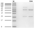 Tilmicosin Recombinant Mouse Monoclonal Antibody (3D1)