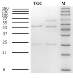 Tigecycline Recombinant Mouse Monoclonal Antibody (1B9)