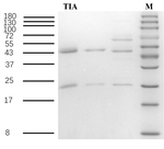 Tiamulin Antibody in SDS-PAGE (SDS-PAGE)