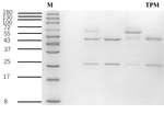 Thiophanate-Methyl Recombinant Mouse Monoclonal Antibody (1F1)