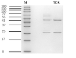 Thidiazuron Antibody in SDS-PAGE (SDS-PAGE)