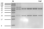 Thiamphenicols Recombinant Mouse Monoclonal Antibody (2D6)