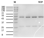 Thiacloprid Antibody in SDS-PAGE (SDS-PAGE)