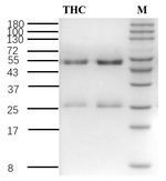 Tetrahydrocannabinol Recombinant Mouse Monoclonal Antibody (2B1)