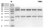 Tetrabromobisphenol A Recombinant Mouse Monoclonal Antibody (3E4)