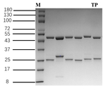 Testosterone propionate Recombinant Mouse Monoclonal Antibody (5C10)