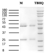 Tert-Butylhydroquinone Recombinant Mouse Monoclonal Antibody (5C4)