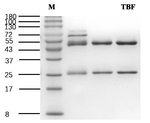 Tebufenozide Recombinant Mouse Monoclonal Antibody (1B3)