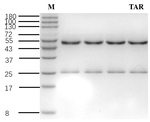 Tartrazine Recombinant Mouse Monoclonal Antibody (1H2)