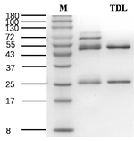 Tadalafil Recombinant Mouse Monoclonal Antibody (2E12)