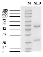 Sulindac Recombinant Mouse Monoclonal Antibody (1B11)