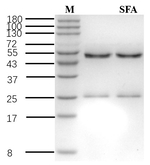 Sulfoxaflor Recombinant Mouse Monoclonal Antibody (1C10)