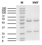 Sulfometuron Recombinant Mouse Monoclonal Antibody (2C4)