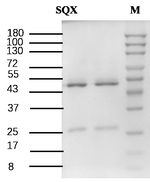 Sulfaquinoxaline Antibody in SDS-PAGE (SDS-PAGE)