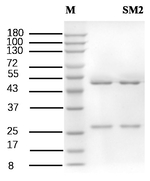 Sulfamethazine Recombinant Mouse Monoclonal Antibody (10D6)