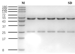 Sulfadiazine Antibody in SDS-PAGE (SDS-PAGE)