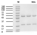 Sulfa synergist agent Recombinant Mouse Monoclonal Antibody (4B3)