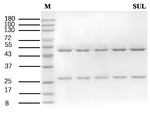 Sulcotrione Recombinant Mouse Monoclonal Antibody (1B4)