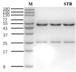 Streptomycin Antibody in SDS-PAGE (SDS-PAGE)