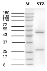 Stanozolol Recombinant Mouse Monoclonal Antibody (2B12)