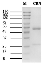 Spironolactone Antibody in SDS-PAGE (SDS-PAGE)