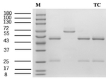 Specific tetracycline Antibody in SDS-PAGE (SDS-PAGE)