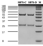 Soybean 7s globulin Recombinant Mouse Monoclonal Antibody (2E2)