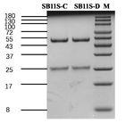 Soybean 11s globulin Antibody in SDS-PAGE (SDS-PAGE)