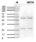 Sibutramine Antibody in SDS-PAGE (SDS-PAGE)