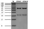Shrimp tropomyosin Antibody in SDS-PAGE (SDS-PAGE)