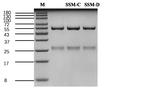 Sesame protein Antibody in SDS-PAGE (SDS-PAGE)