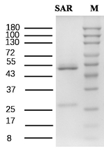 Sarafloxacin Recombinant Mouse Monoclonal Antibody (2G5)