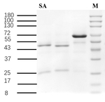 Salicylic acid Recombinant Mouse Monoclonal Antibody (2C11)