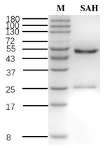 S-Adenosyl-Homocysteine Recombinant Mouse Monoclonal Antibody (3B3)