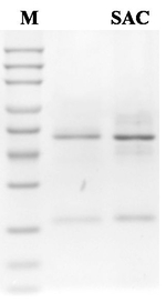 Saccharin Recombinant Mouse Monoclonal Antibody (2C5)